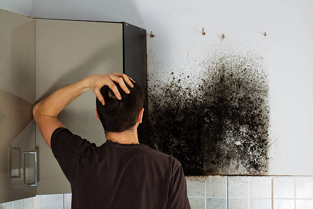 Certified Mold Removal in South Laurel, MD