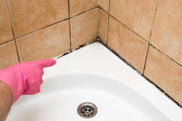 Best Professional Mold Removal  in South Laurel, MD